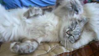 Sacred Birman cat amp Love [upl. by Nasah]