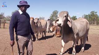 Dr Themba Dlodlo  Brahman Stud Breeder  The Breakfast Club  S05EP49 [upl. by Stinson]