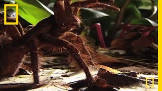 Largest Spider in the World  GIANT Tarantula  National Geographic [upl. by Akedijn]