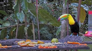 Beautiful Keelbilled Toucan Takes Bites of Papaya at the Panama Feeders – Dec 8 2023 [upl. by Eyoj251]