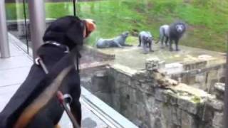 Alfie the Entlebucher Mountain Dog barks at the Lions at the Tower of London [upl. by Eboj]