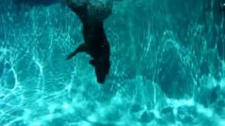 Nyha  Spanish Water Dog Diving for Toy [upl. by Atikehs]