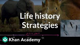 Organism life history and fecundity  Ecology  Khan Academy [upl. by Estis528]