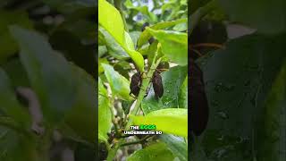 Know Your Enemy Get to Know Stink Bugs on Your Lemon Tree [upl. by Rahal]