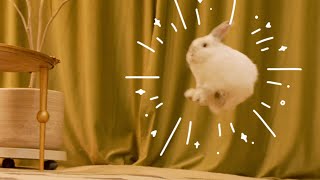 Cute Bunny Jumping [upl. by Morgan]