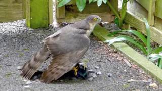 Sparrowhawk and Starling [upl. by Ardnosak]