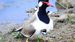 red wattled lapwing natural baby full video [upl. by Erihppas]