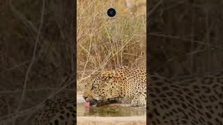 Leopard Hydrating in Kruger National Park  Rare Wildlife Moment safarisightings leopard [upl. by Aibonez]