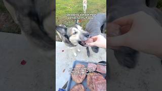 raw beef amp venison meat patties for my 4 dogs 🐶🥩🦌 dogfood rawfood [upl. by Dreyer]