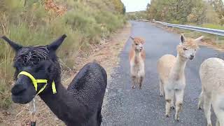 Alpacas de Gredos Moving Day For Our Alpacas [upl. by Eicyak947]