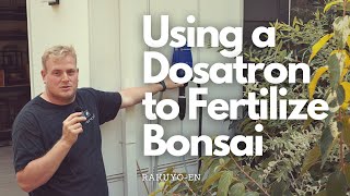 Using a Dosatron to Fertilize Bonsai [upl. by Pomcroy]