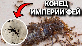 КОЛОНИЯ МУРАВЬЁВ Pheidole pallidula УМИРАЕТ Что случилось с великой империей фей [upl. by Harrak584]