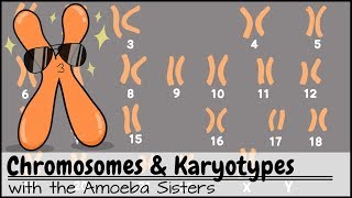 Chromosomes and Karyotypes [upl. by Sardse]