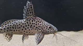 Synodontis eupterus synodontis aquarium fishroomcatfish [upl. by Brent]