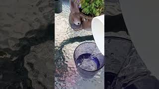 oil water mix satisfying [upl. by Town]