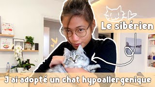 JAI ADOPTÉ UN CHAT HYPOALLERGENIQUE  LE SIBERIEN [upl. by Yenterb688]