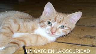 RECUERDO ROBERTO CARLOSUN GATO EN LA OSCURIDADSAXO ELEGANTE [upl. by Alesi315]