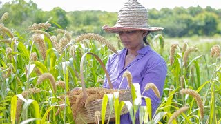 Foxtail Millet harvesting Thana hal and make sweet  mali cooking [upl. by Gordan874]