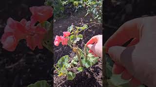 Making Geranium cuttings to save for next year [upl. by Preuss]