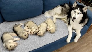 The Cutest Husky Puppies My Dogs are Fleeing From Puppies [upl. by Musette]