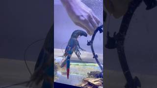 Giant Blue Lobster Saved From Net😱🦞 [upl. by Candless]