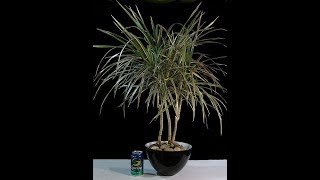 Dracaena marginata Tropical Bonsai The dragon plant [upl. by Tallbott338]