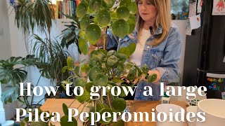 Chinese Money Plant 🌿 Care Propagation amp Repotting [upl. by Adianez]