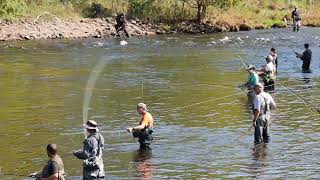 Salmon Run 2024  Salmon River  lower fly fishing Area Altmar NY [upl. by Prudy]