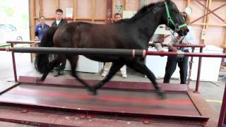 Horse on a treadmill [upl. by Aiem480]