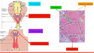 Embriologia del sistema endócrino [upl. by Azitram]