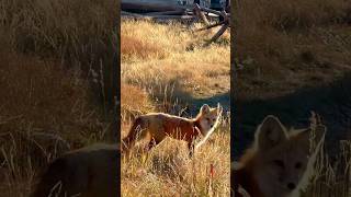 Wildlife Encounters at Grand Teton National Park grandtetons wildlife grandtetonnationalpark [upl. by Noell790]