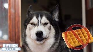 Husky Annoyed The Waffle Maker Broke [upl. by Till]