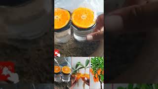 145 GardeningDIY Garden Ideasgardening tipsgardening for beginnershow to growdiy garden ideas [upl. by Esilec]