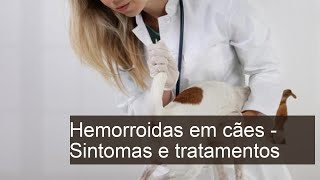 Cachorro tem hemorroida  Sintomas causas e tratamentos [upl. by Dill]