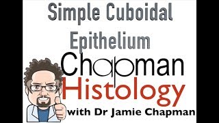 3 Min Histology Simple Cuboidal Epithelium [upl. by Burta]