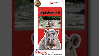 Hippos Propose by Farting See How  shorts animals funny [upl. by Nilya431]