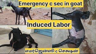 Emergency c sec in goat 🐐🐐🐐 Induced Labor அவசர சி பிரிவு  goat goatfarming goats ஆடு [upl. by Wengert]