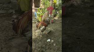 New fighter chicken 🐔 fighter chicken fightersmurgelovers birds [upl. by Maury]