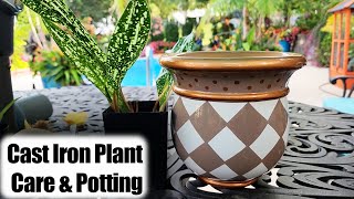 Cast Iron Plant Care amp Potting  Aspidistra Easy Houseplant [upl. by Ruben12]