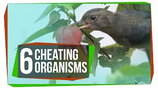 6 Organisms That Cheat the System [upl. by Nichy]