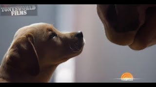 NEW  BUDWEISER PUPPY LOVE SUPER BOWL COMMERCIAL [upl. by Burdett379]