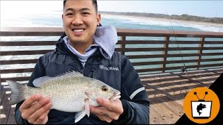 FLORIDA Pier Fishing Catch Fish Fast [upl. by Orsola]