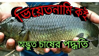 Hybrid Vietnam koi fish farming  ভিয়েতনাম কই কিভাবে চাষ হয়  কত আয় জানতে দেখুন [upl. by Obe]