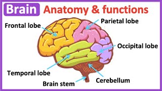 Brain anatomy amp function 🧠 Easy science learning video [upl. by Alyar]