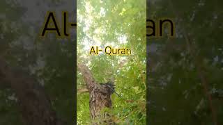 Tilawat Surah Rehman  Qari Eidi Shaban Long breath in pakistan  Best voice in World 2021 [upl. by Leiva844]