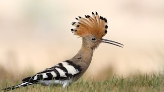 The most beautiful sound of Hoopoe bird  Hudhud  mentioned in Quran [upl. by Meriel]