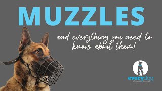 Muzzles How to properly fit a muzzle and train your dog to love wearing it [upl. by Lekram]