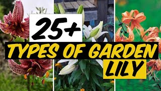 27 Types of Garden Lily  The Planet of Greens [upl. by Ahcas469]