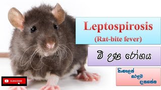 Leptospirosis මී උණ how it happens causes symptoms treatment how to prevent [upl. by Yleoj]