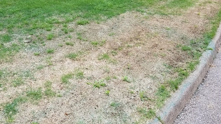 Zoysia  Bringing Zoysiagrass Back To Life  The Grass Factor [upl. by Marbut531]